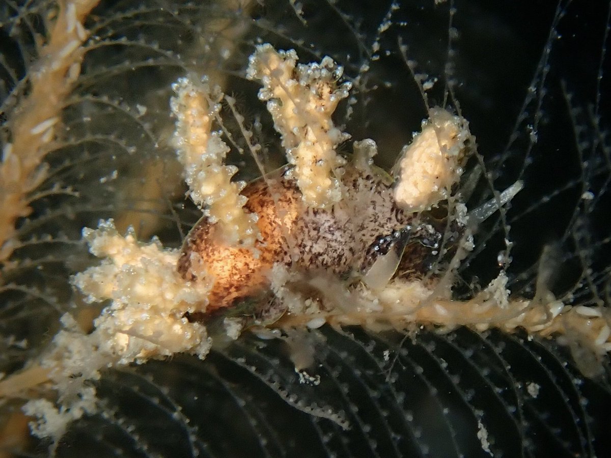 philwilkinson71's tweet photo. A few little critters from a beautiful dive with @libbykeatley on the M.Y. Alastor.
https://t.co/34EwbiYXxQ
#seasearchni #seasearch #mcs_uk #diveni #ulsterwildlife #olympustg6 #tg6 https://t.co/yIclPUopys