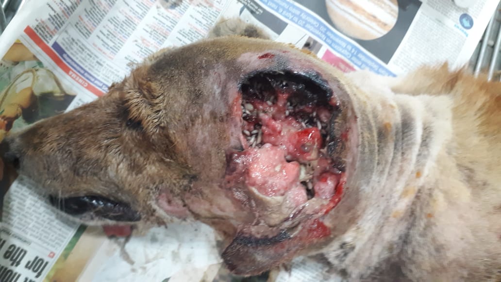 GullyRescue's tweet photo. GARF received a call that community dog is suffering from maggots. Sad dog rescused gave treatment &amp; released at same place. Please try to inform rescuers before it gets worst.
#RescueDogs, #animalrescue, #Communitydogs, #PetaIndia, #AnimalWelfare, #animallovers https://t.co/45UZ2tZsvH