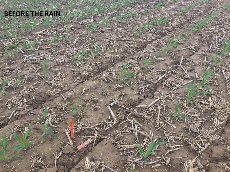 BecksHybrids's tweet photo. Would you rather...
plant before the cold or before a rain/saturated soils? ๐
#BecksPFR #OHPFR https://t.co/UcbTJDUzdU