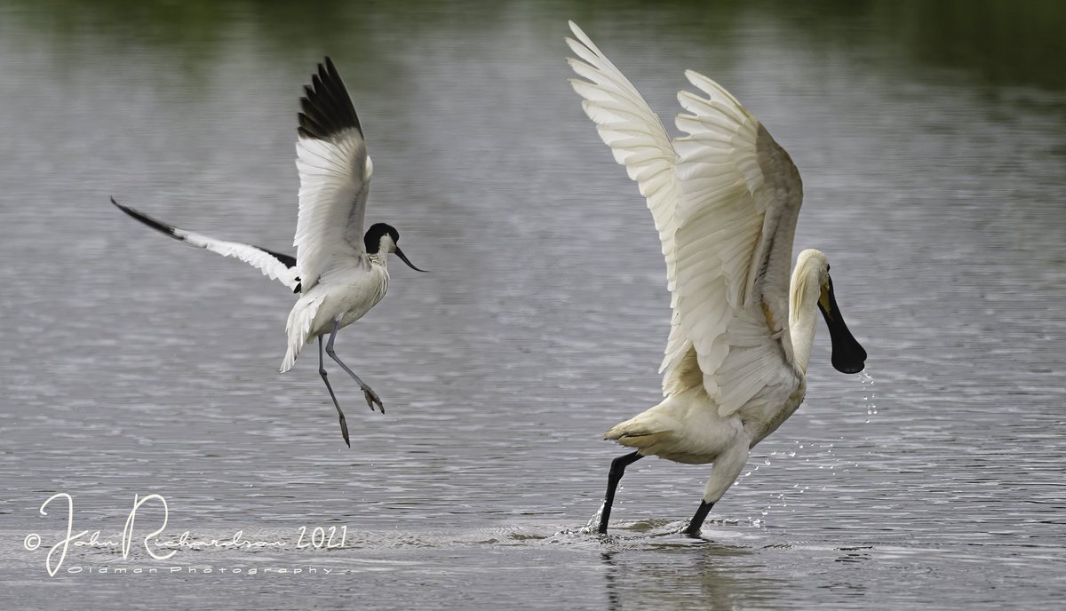 oldman65Suffolk's tweet image. Spoonbill getting chased off by a Avocet at Boyton RSPB this morning 
#OlympusUK @OlympusUK