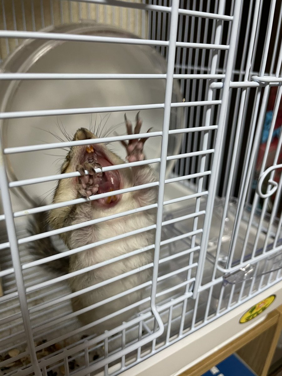 あくびしてたのですがちょっと怖い......爪伸びたな....... 