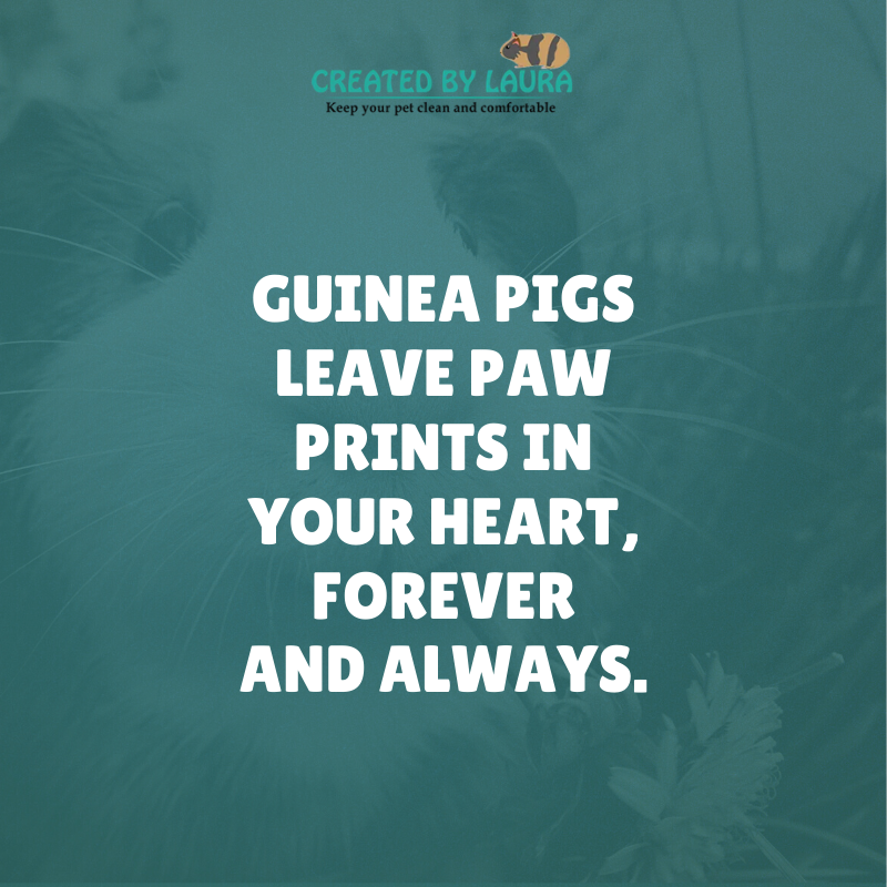 Guinea pigs leave paw prints in your heart, forever and always. 😍

👉 Follow @createdbylaurab for more facts like this!