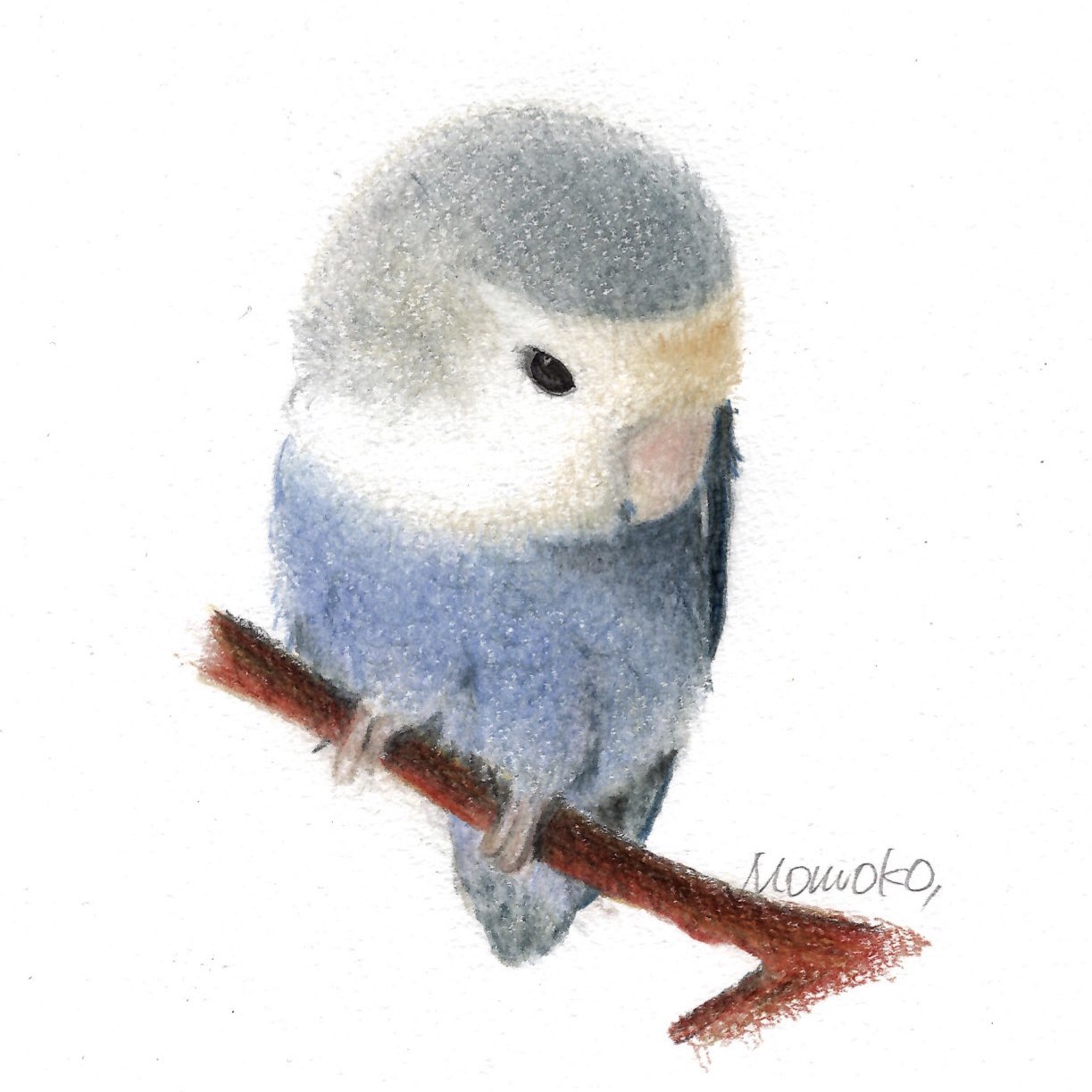 Mouko コザクラインコ イラスト 色鉛筆画 インコの絵 鳥の絵 T Co Niz2y8i3es Twitter