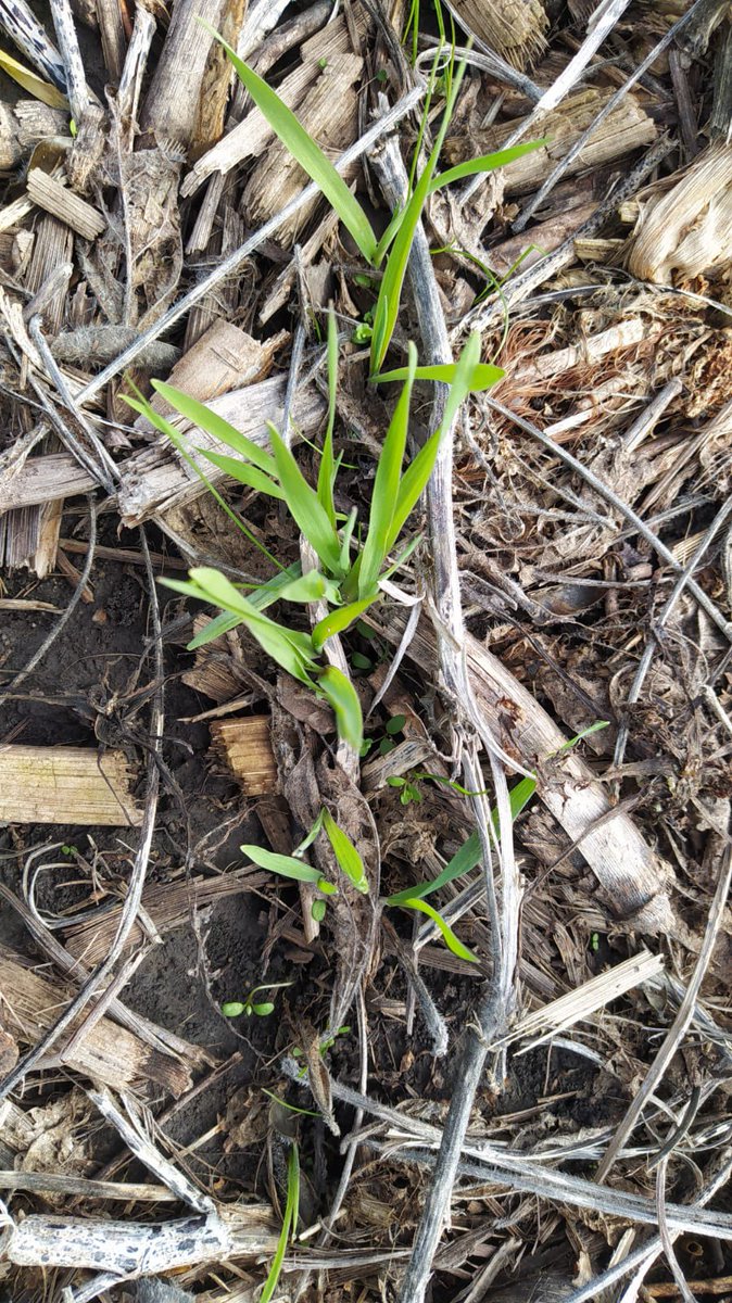 Agropecuaria Valdense tweet media
