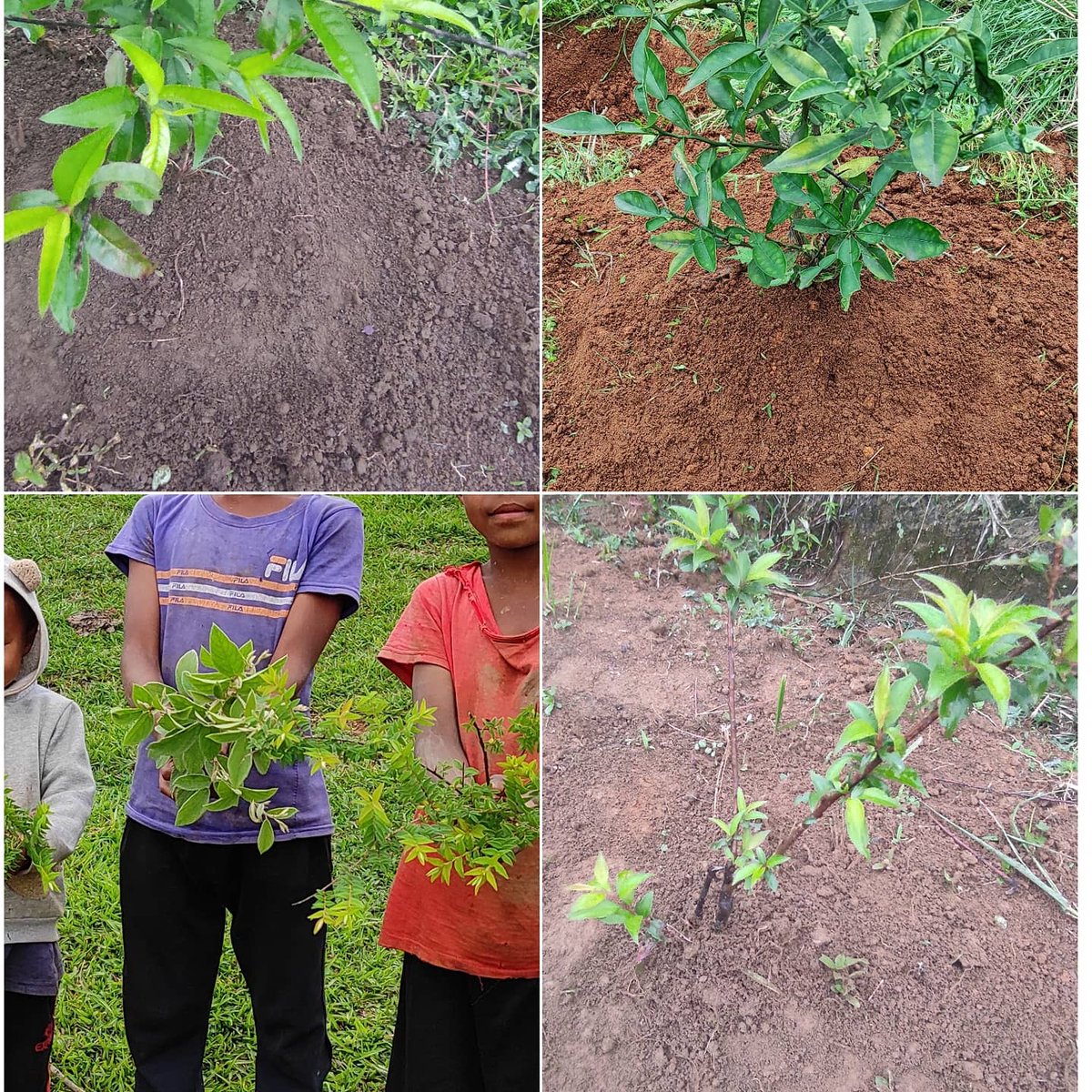 GTFmeghalaya's tweet photo. Each one🧍♂️ Plant one🌳. Plant me🌳 anywhere #swkhd #wkhd
#FruitTrees #environment https://t.co/NGEplftdP9