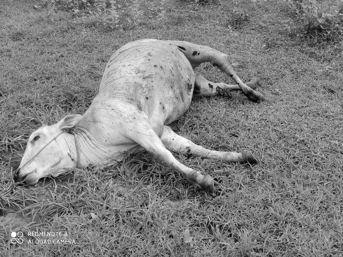 Tw // Death 

Ko Sein Min in Kani Village was shot dead and 9 civilians including elders and women were beaten to be almost dead by #MyanmarMilitaryTerrorists . Ko Sein was initially injured but later shot dead #WhatsHappeningInMyanmar #June19Coup
