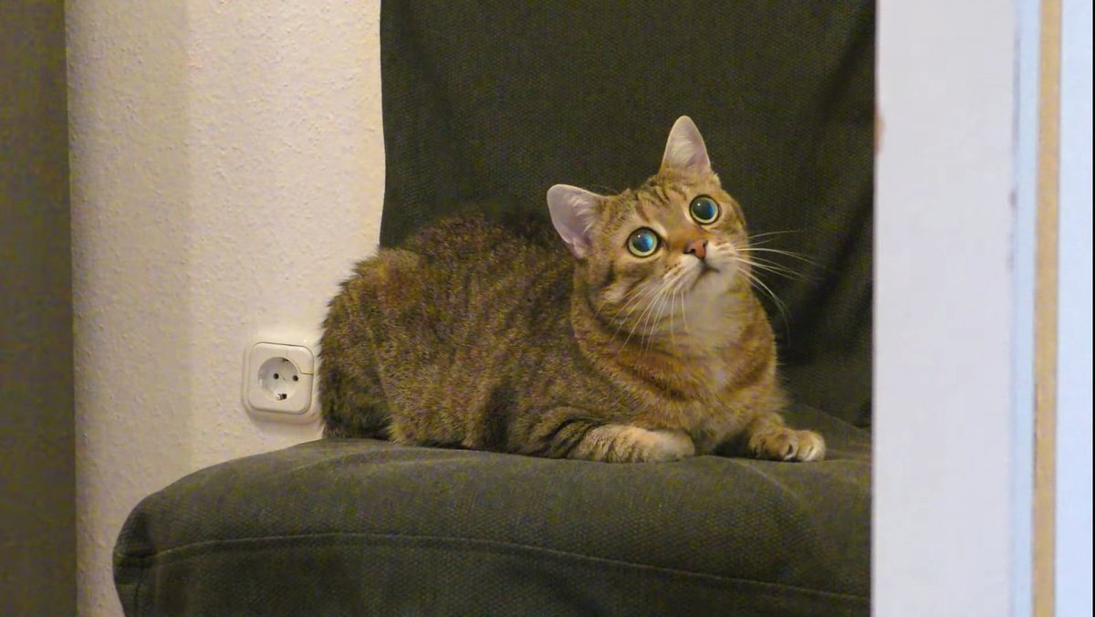 toracat4's tweet photo. 家猫はこうも怠け者になるのか…🤔🙀！？
https://t.co/u8SyC2LWVe

#猫との暮らし
#猫好きさんと繋がりたい 
#猫好き 
#猫 
#猫tube
#Tora
#CatsOfTwitter 
#catlover https://t.co/gxyPsvkLrA
