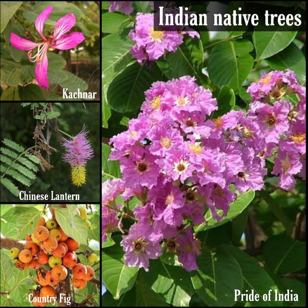 seasonwatch_in's tweet photo. Some #commontrees of the #UrbanIndia and their #nativity , as in whether they've #EvolvedinIndia (#nativetrees), #Imported (#exotictrees) or harming the ecosystem (#invasivetrees). 
Natives should always be selected for plantations; invasive never.
@NatrClassrooms @delhitrees https://t.co/hUpan7BlLl