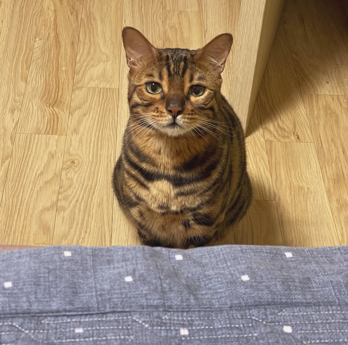 Davinci_Cat_'s tweet photo. 꽤나 만두같이 생기셨어요 https://t.co/u2YQhKM8AP