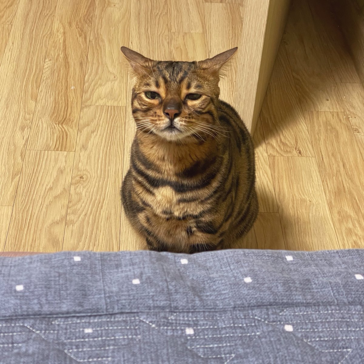 꽤나 만두같이 생기셨어요