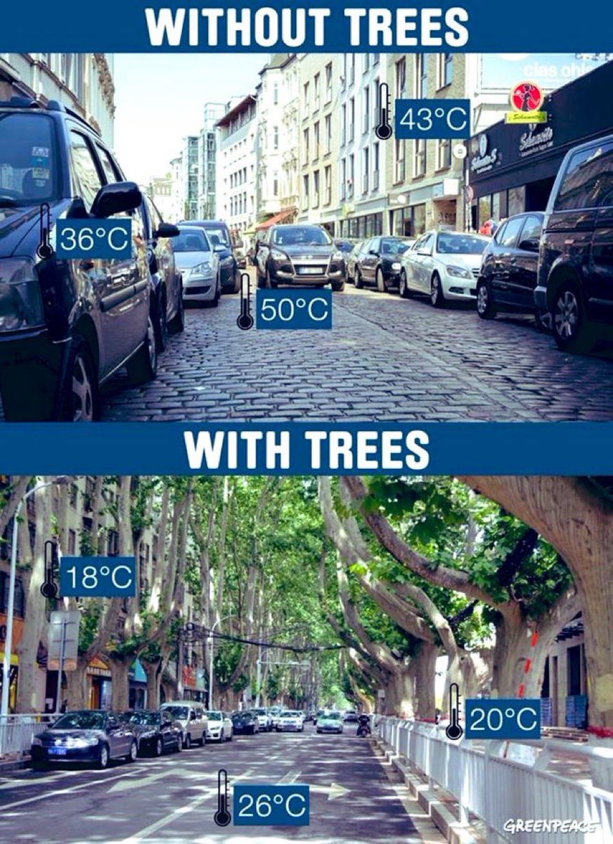 BrentToderian's tweet photo. Cooler streets, cooler cities. Just one way #StreetsAreBetterWithTrees. HT @NLinSF https://t.co/feu8TJNXyq