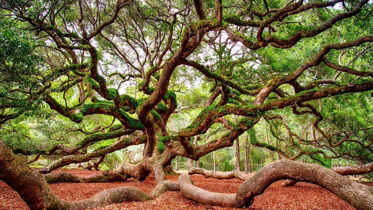 naturehills's tweet photo. Did you know that trees can help reduce stress? Just being around trees is good for mental and social well-being!
#treesarefriends #treelovers #mentalhealth https://t.co/cMWVSQeLeM