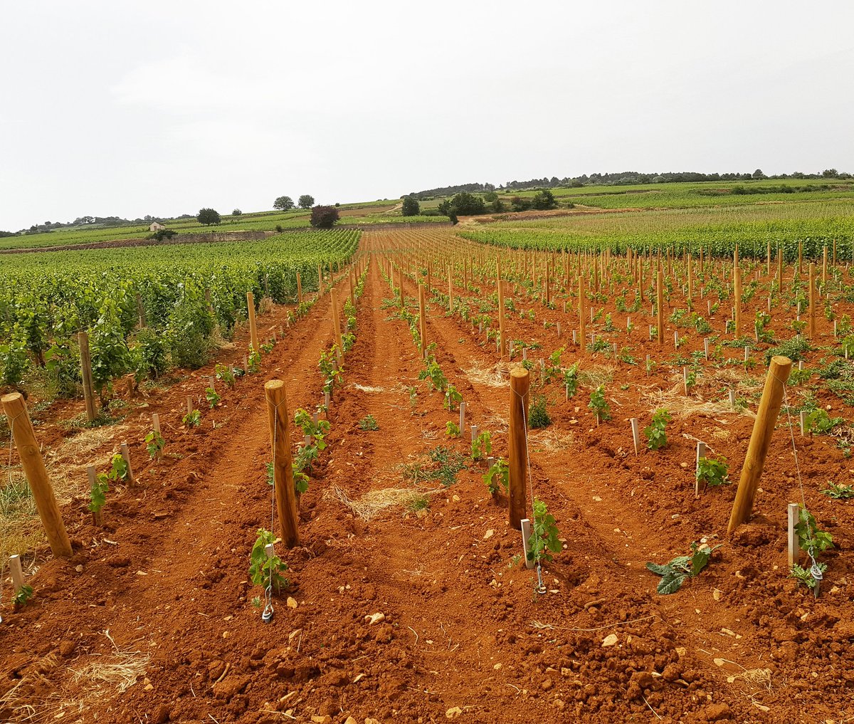 #beaune1ercru #Burgundy new vines in red earth #climat spring growth