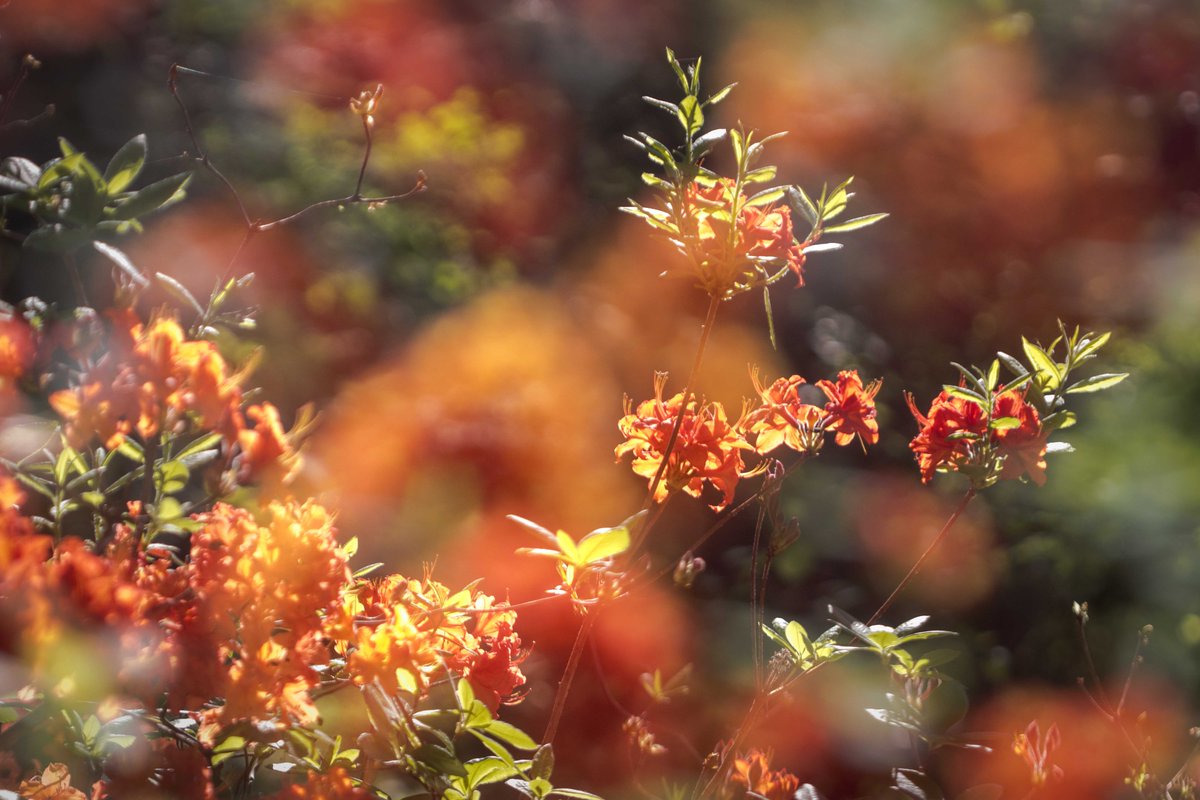 Mirja_Paljakka's tweet photo. floral camera painting 2
#rhododendrons #orange #colorful #blossomingtree #arboretum #Finland #floral #photography https://t.co/Dg2DLcJ5RX