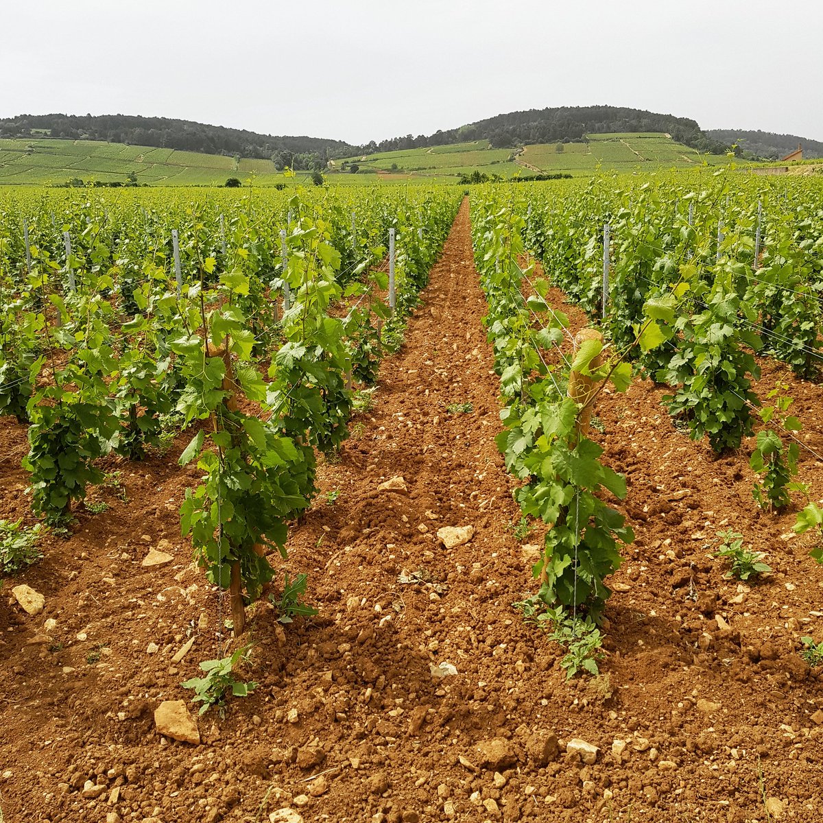 #beaune1ercru #Burgundy 3 year old vines with spring growth before the first cut. Tender green #pinotnoir