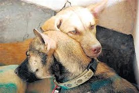 Cockato47613097's tweet photo. #StopTheDogMeatTrade
#BanYulinTorture #StopYulin2021 #StopYulin Forever. 

この世から #犬肉 市場無くなれ！
#犬 は人間の最良の友!🐶🙏 https://t.co/KxM9R6CryK