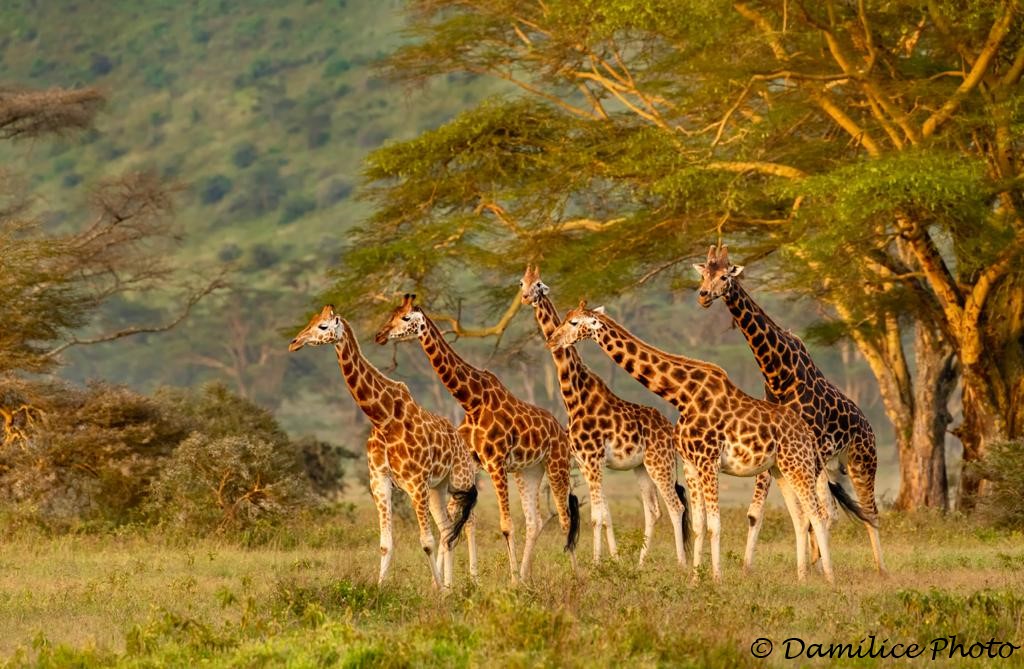 A family of giraffes in Samburu, Kenya. Did you know that there are nine types of giraffe, distinguished by their coat patterns? @ThePhotoHour #BBCWildlifePOTD #wildlifephotography #NaturePhotography #TwitterNatureCommunity #Kenya #photooftheday https://t.co/vm5UxVNSFl