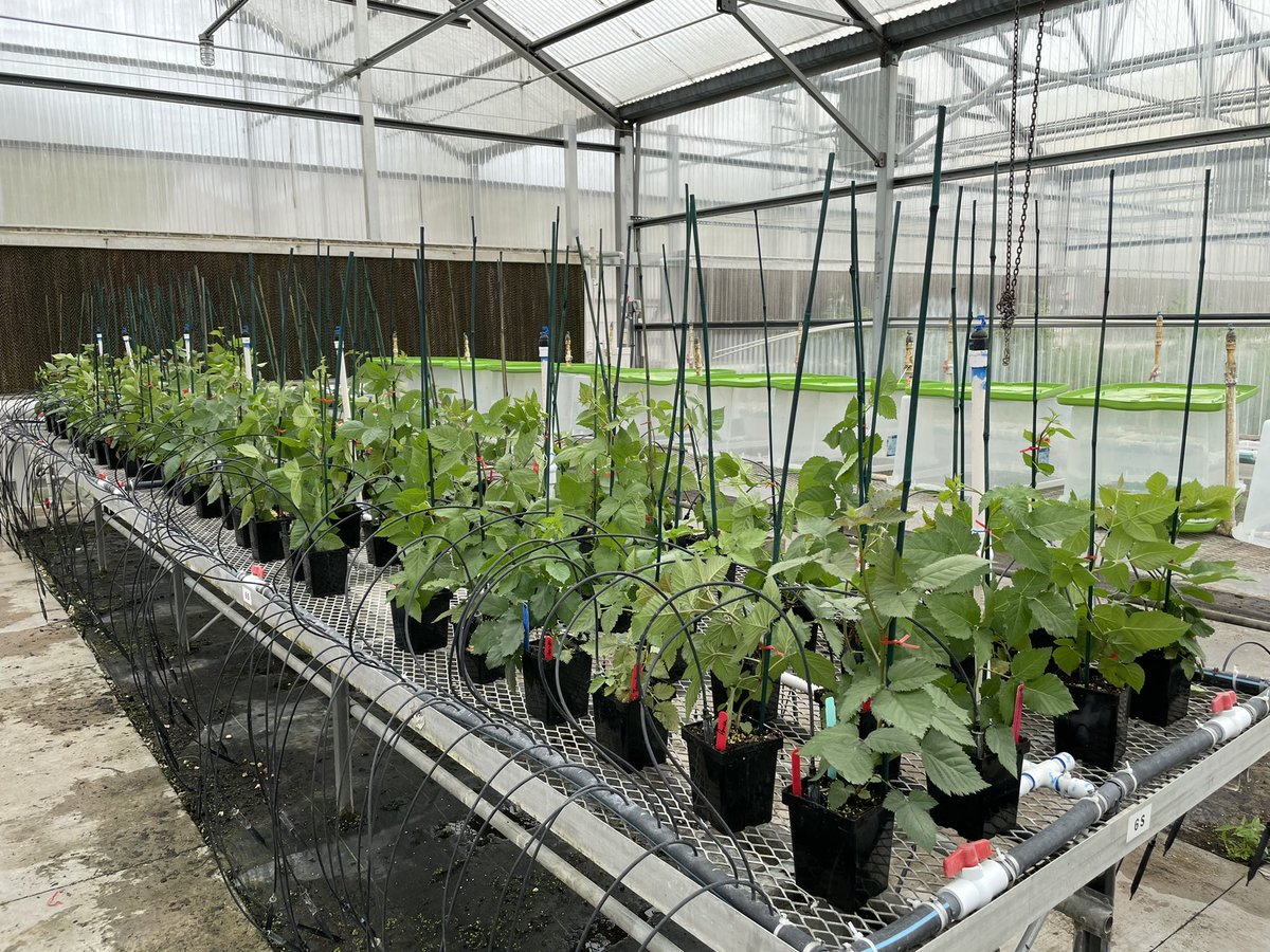marcusmarin_'s tweet photo. Setting up another blackberry trial at @UFGulfCoastREC! Let's see how those cultivars will perform against some diseases. #PeresLab #UF @UF_IFAS https://t.co/KtQJlGFpyE