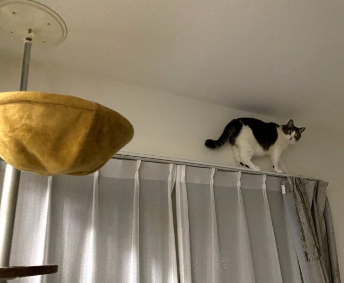 外が見えるように とキャットタワーを配置した結果 カーテンレールの上で器用にバックする猫さん 逆立ちしてuターンします Togetter 外が見えるように とキャットタワーを配置した結果 カーテンレールの上で器用にバックする猫さん 逆立ちしてuターンします Togetter