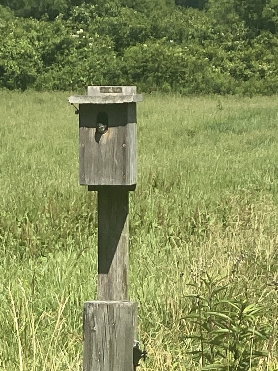 DaveMic49712574's tweet photo. Baby bird in a box. #Davecation https://t.co/jFmqcCjAzx