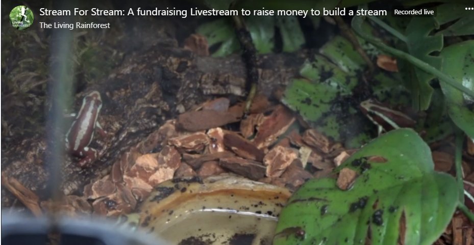 thegoodexchange's tweet photo. This little guy is Fred the Frog! 🐸💚He needs a new rainforest stream to hop in and out of - you can help! 💦#Donate now and every £1 becomes £3 until midnight today! https://t.co/X7LKIAq48W @livrainforest @Greenham_Trust #doublematchedday https://t.co/ymCIYMq0Lb