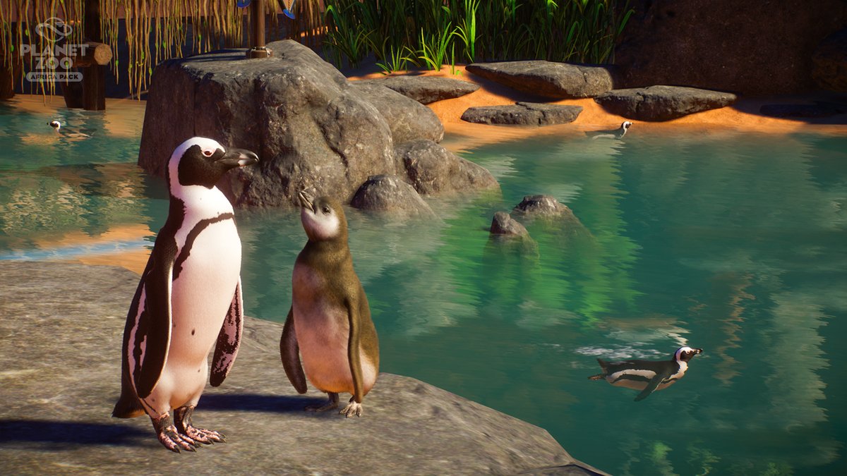 PlanetZooGame's tweet photo. African penguin eggs were seen as a delicacy up until the 1970s; this contributed to the species’ decline. #AfricaPackAnimalShowcase #AfricanPenguin https://t.co/jlH9hRbNfb