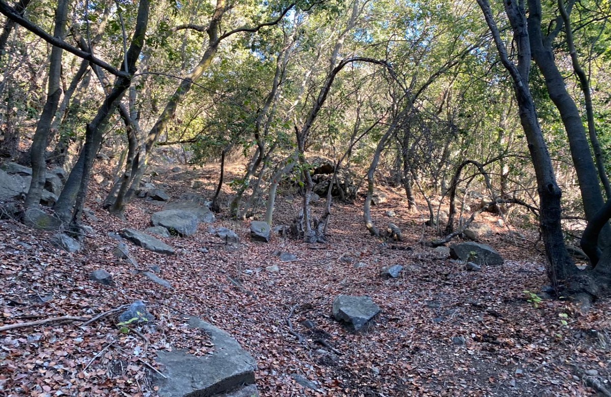 Diario El Observador tweet media