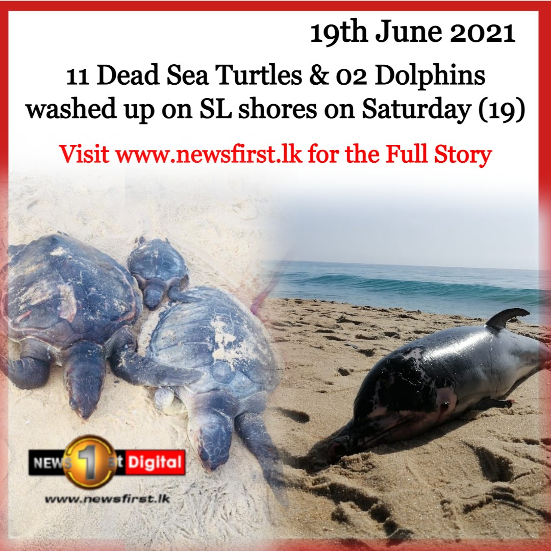 NewsfirstSL's tweet photo. Red Flags raised as dead sea turtles and dolphins continue to wash up on Sri Lankan shores

READ MORE: https://t.co/J0YK2aMbra

#XPressPearl #Marinenvironment #MarineLife #SeaTurtle #Dolphin #Sri Lanka #SaveSLTurtles https://t.co/VnVRnP4RND