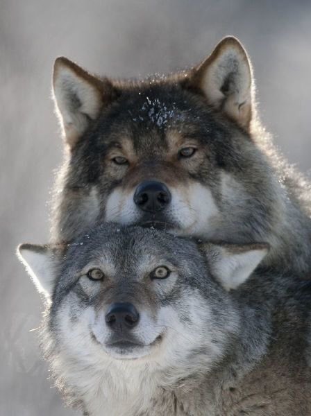 Xama_Official's tweet photo. “💕🐺🐺” https://t.co/sDJUJFHvic
