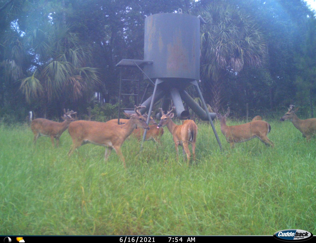 The boys are growing like crazy. It is amazing how fast these antlers grow. We are going through 15k pounds of protein a week right now across the 8,500 acre #TaylorCreek ranch. We are shaping up to have a great number of 4.5 year old and older mature bucks this year.