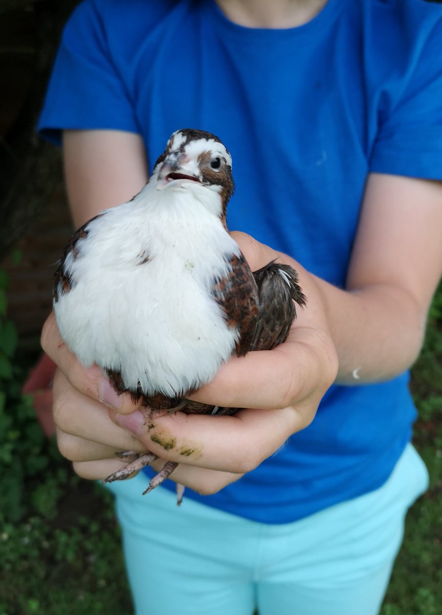 RachelElvidge's tweet photo. I've bought some #quail, and my favourite is a tuxedo coturnix called #Zemo https://t.co/Tzokx3K31U