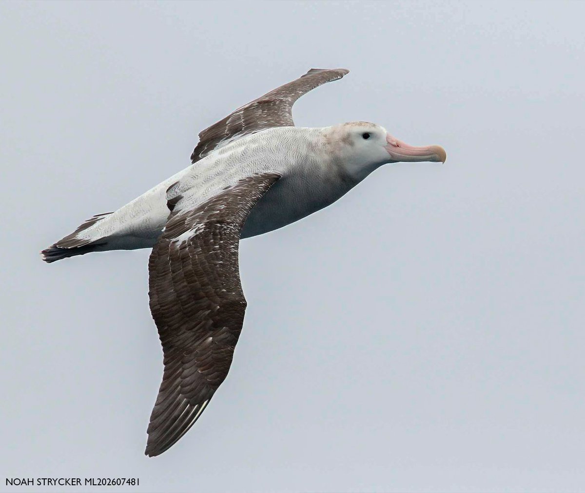 Desde #AvesArgentinas somos parte del #AlbatrossTaskForce, una alianza conocida a nivel mundial gracias a nuestros proyectos de conservación para revertir las amenazas de estas y otras especies marinas 🌊💪