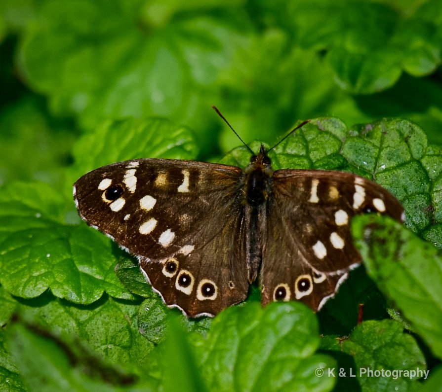 A speckled wood butterfly.