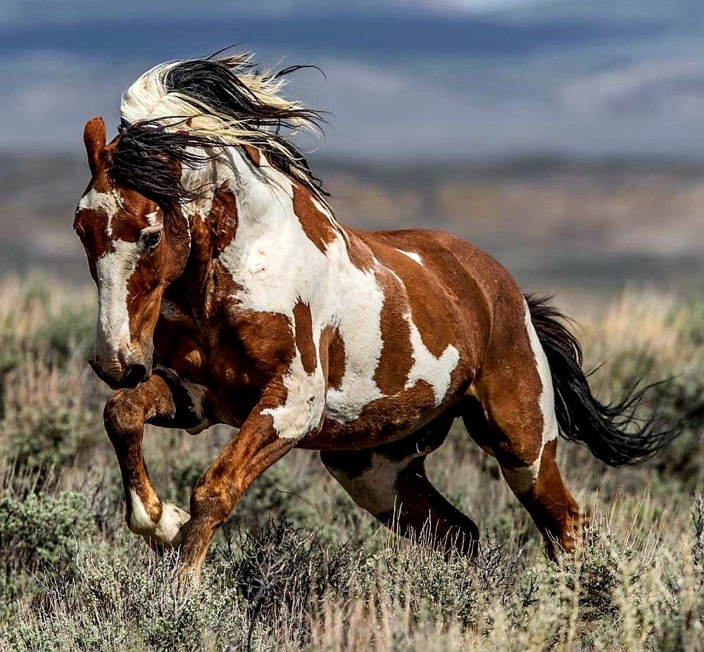 HaliaV4non's tweet photo. Bills seek to end slaughter of horses
There’s no reason to slaughter horses for meat. The animals are treated cruelly. The meat is often tainted with chemicals and drugs. There are kinder alternatives.
#RaceHorses
#ProtectWildlife #StopHorseSlaughter https://t.co/RtM6UJDbNP https://t.co/ynAHNRGeDh