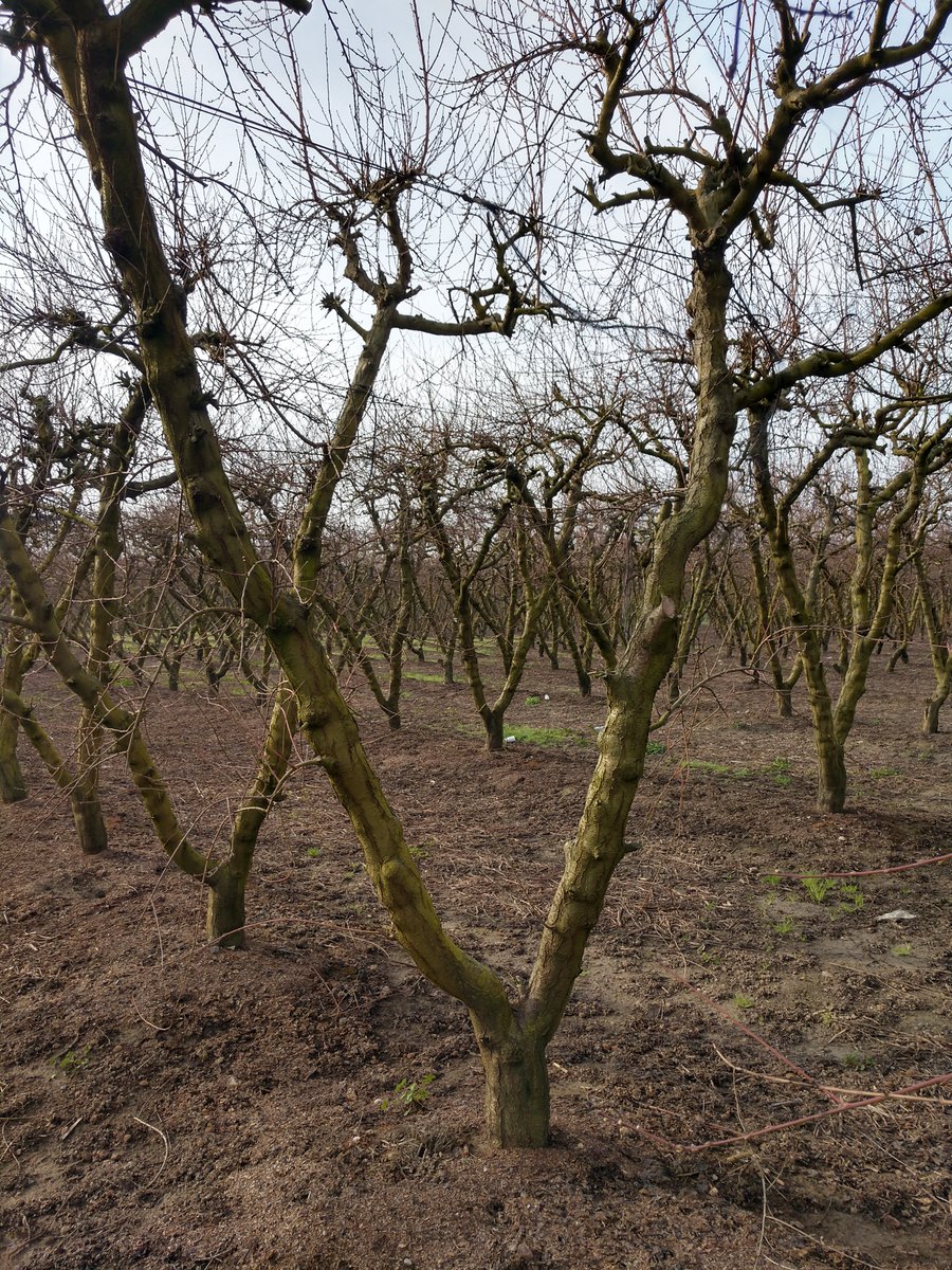 Chandler Price (@chandler_price9) on Twitter photo <a href="/MycoMutual/">Myco Mutual - A Mutual Aid Platform</a> If you have 6 ft of space you can grow a fruit tree. 4-5ft for a blackberry (stake or trellis optional) in a container and 2-3ft for a raspberry in a container (with a stake or trellis system for support). <a href="/MycoMutual/">Myco Mutual - A Mutual Aid Platform</a> If you have 6 ft of space you can grow a fruit tree. 4-5ft for a blackberry (stake or trellis optional) in a container and 2-3ft for a raspberry in a container (with a stake or trellis system for support).
