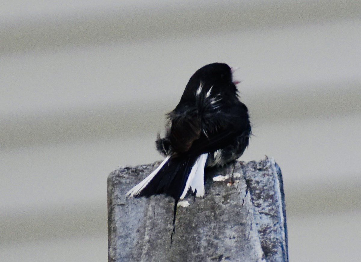 stephwmo's tweet photo. Sweet #Junco was getting his feathers ruffled about something 😅
.
.
#bird #birds #birdphotography #feathersruffled #birdwatching #birdlovers #nature #naturephotography #naturelovers #naturelover #nikon #nikonbirds #nikonphotography #stephaniessliceoflife https://t.co/5lzqGSwO73