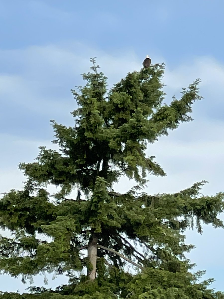 ChambersBaySolstice tweet media