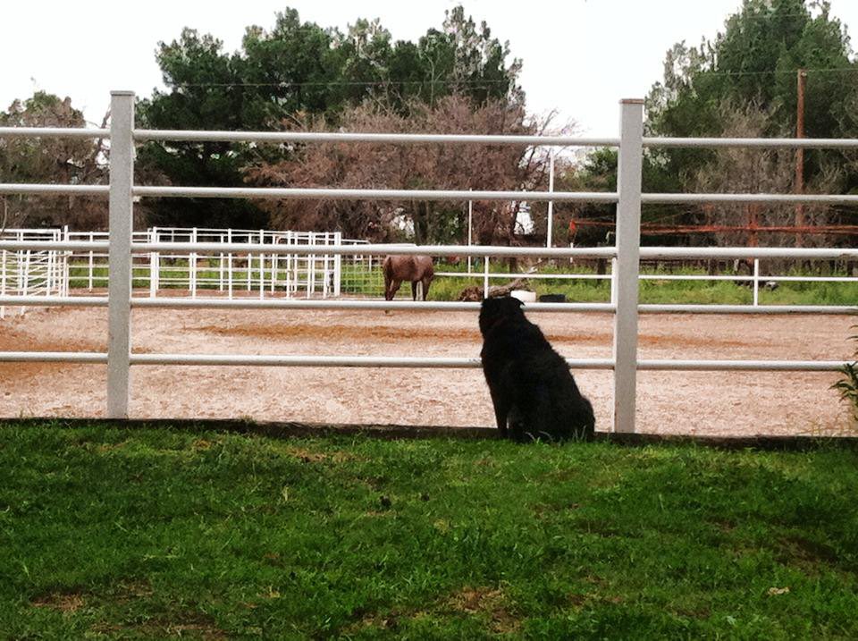 Buddy at the farm watches horses in the arena