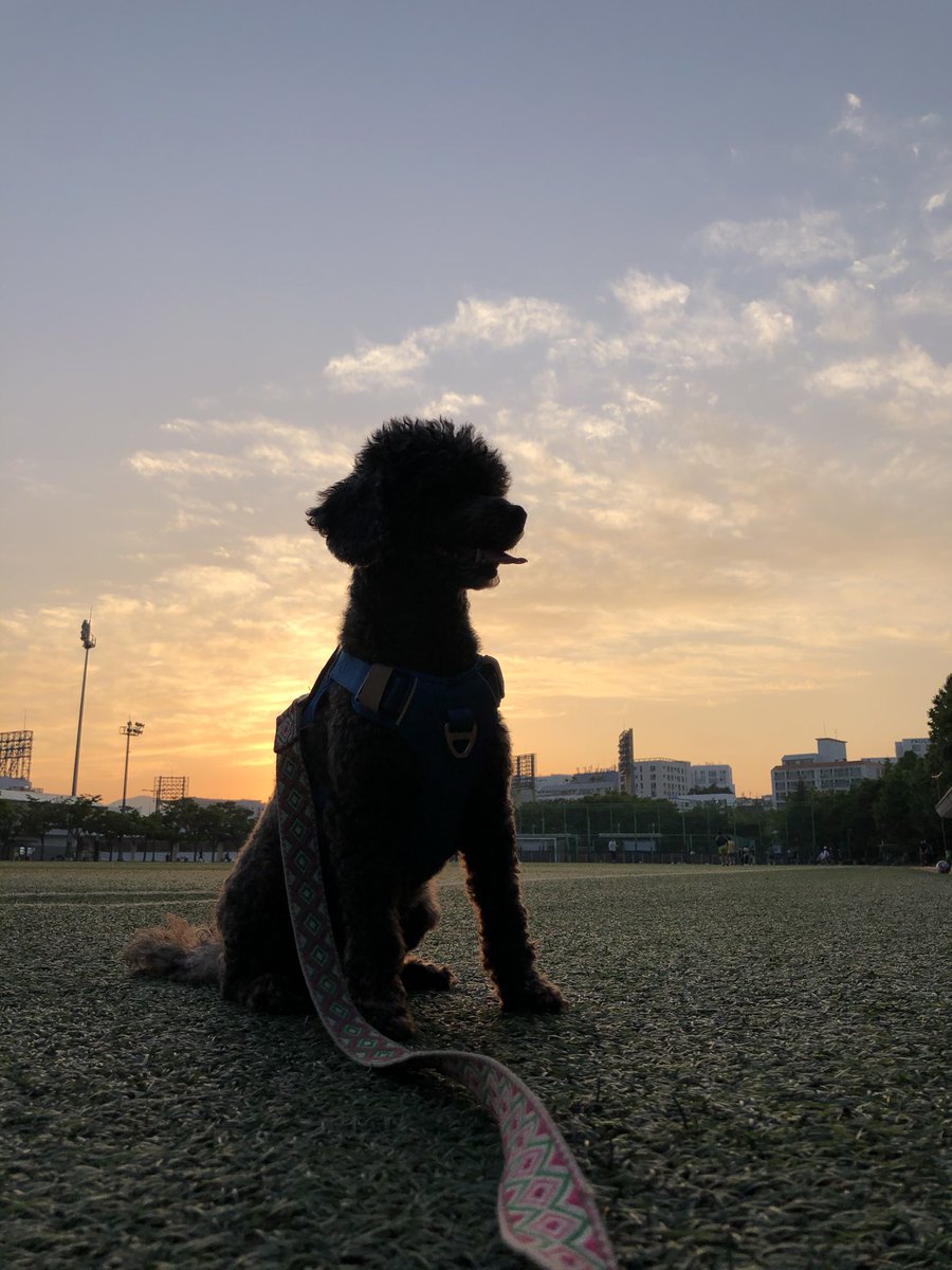 LifeOfLUs's tweet photo. 노을이랑 찍고 싶었으나 완벽한 역광이였고ㅋㅋㅋㅋ 결국 무릎 위에 두고 찍음. https://t.co/tjCQ4K7EUZ