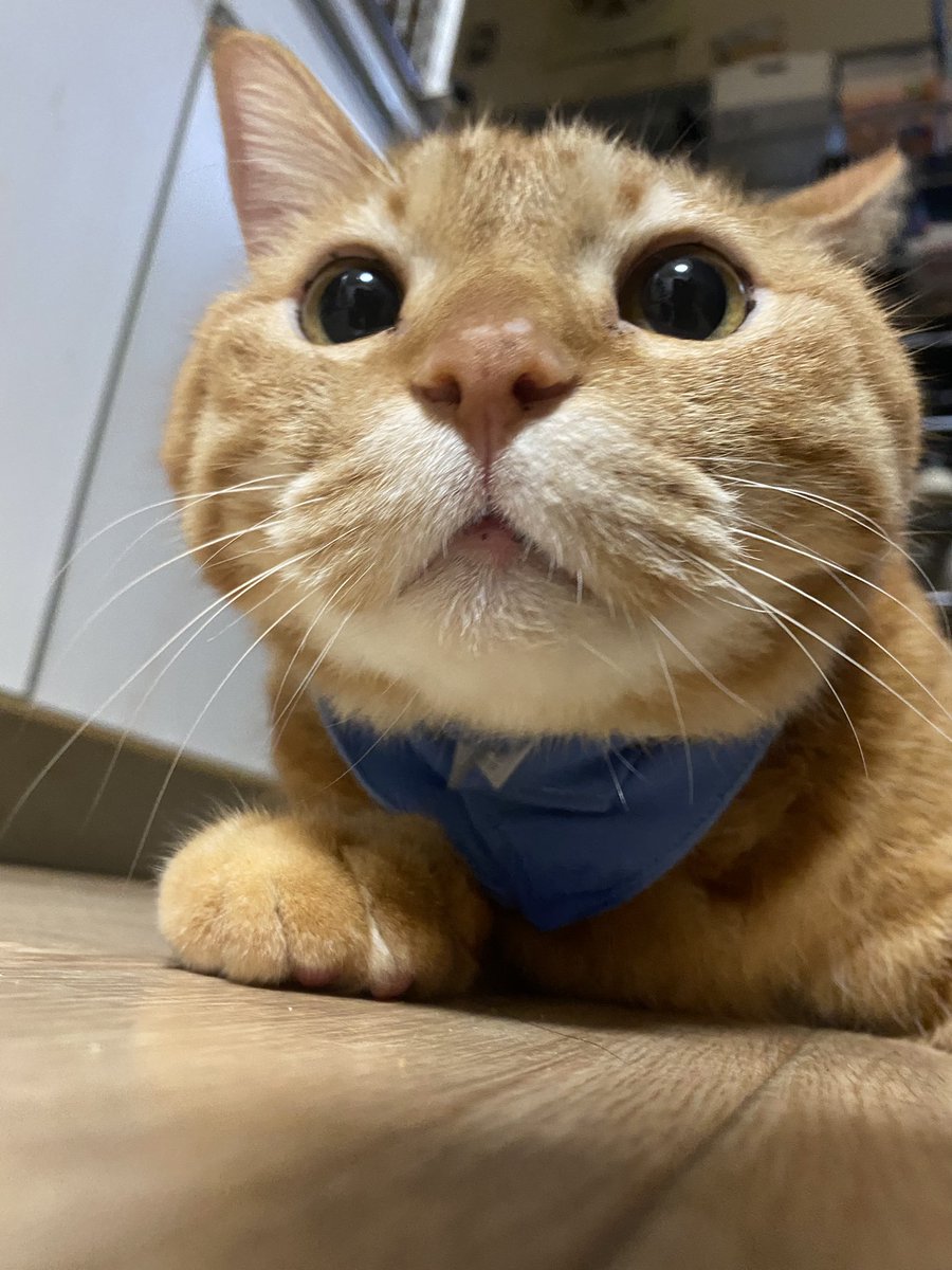 福丸 悪性リンパ腫闘病中 On Twitter 肉球スタンプした人だれ 猫 ねこ Cat 茶トラ デブ猫 福丸 保護猫 悪性リンパ腫 猫ガン 癌 闘病日記 闘病生活 コルディ Catlog クラウドファンディング