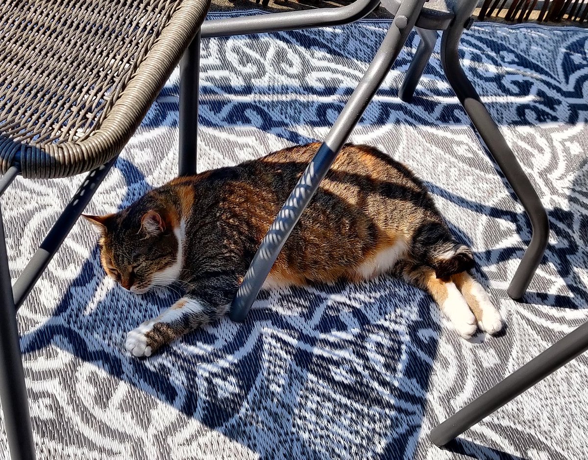 KariLemon's tweet photo. Too hot to even loaf.... https://t.co/C30aIVRBPP