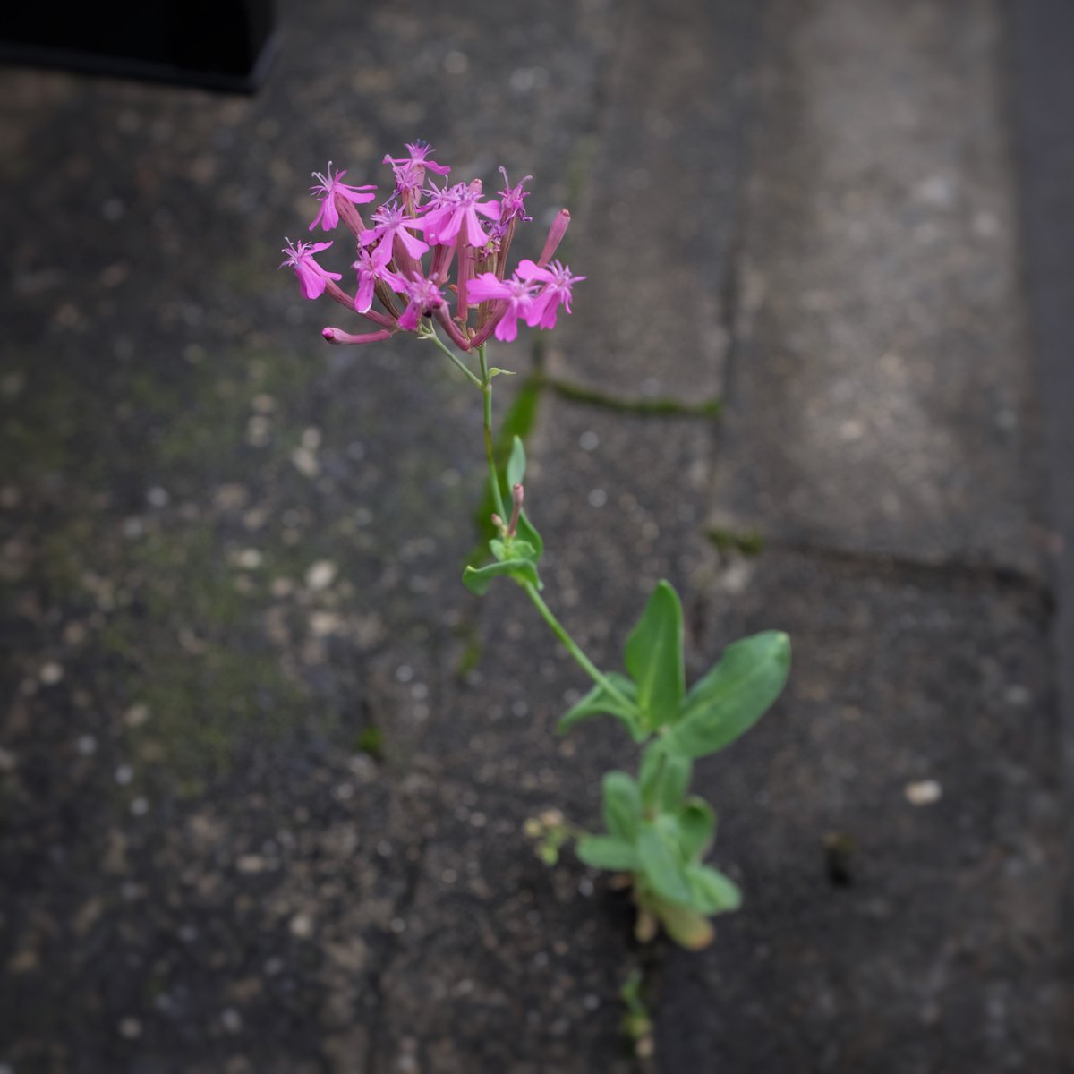 KYamaseBlenda1's tweet image. 2021.06.19　ド根性ナデシコ
本名は虫取り撫子（ムシトリナデシコ）＾＾
粘液を分泌する茎の部分に虫が付着して捉えることに由来するそうですが、実際はそれを養分としておらず食虫植物ではないそうです。
#Catchfly
#fujifilm x100t
blenda-fl.com
#花屋Blenda