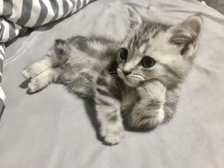 My cat listening to my rants.