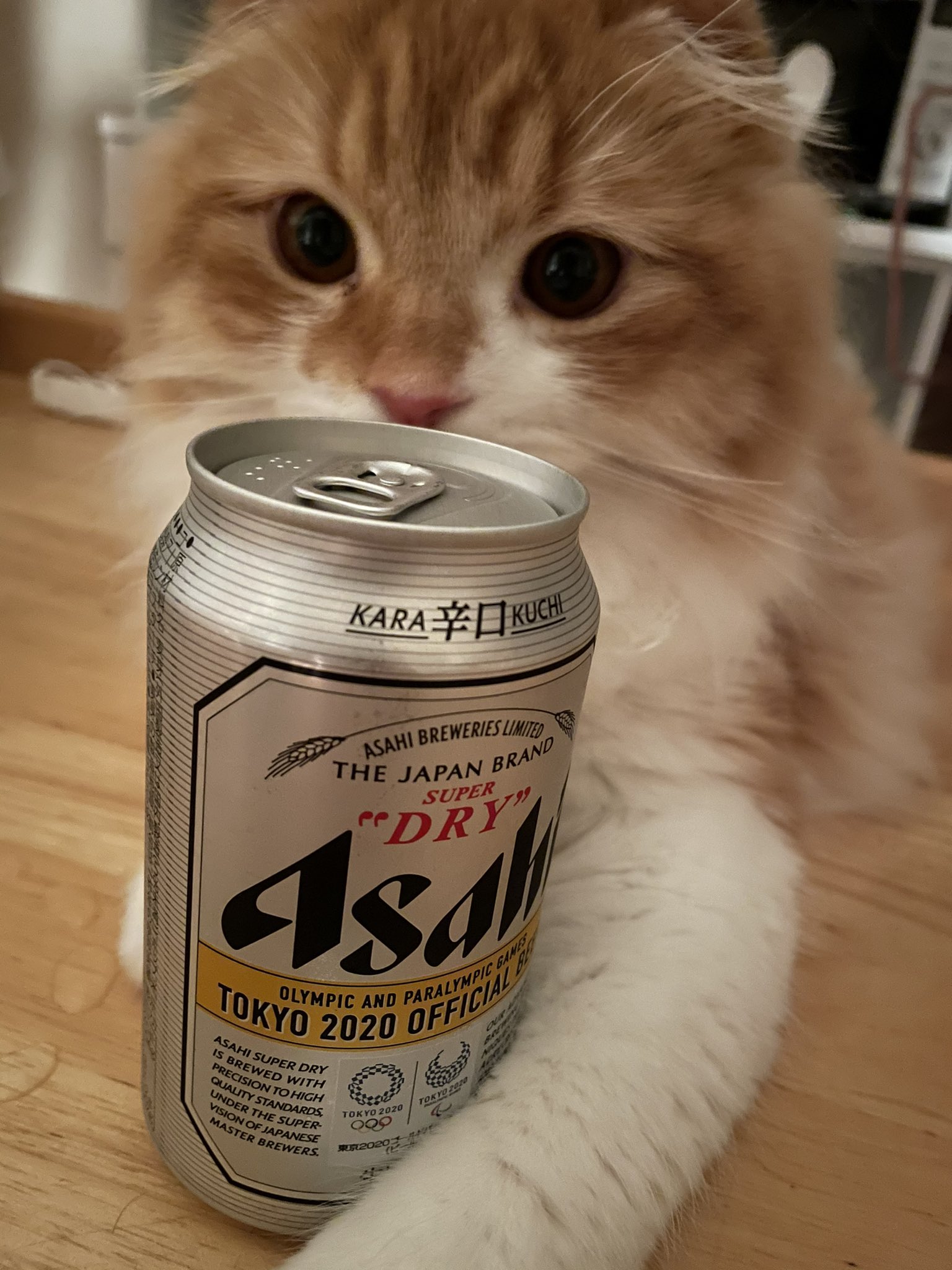 つむ ぷりん にゃん治 スコティッシュ ミヌエット サイベリアン まぁまぁ一杯飲みにゃ 居酒屋つむつむ つむ 猫 ねこ にゃんこ スコティッシュフォールド スコティッシュ 猫好きさんと繋がりたい 猫写真 猫のいる暮らし 猫がいる幸せ Cats