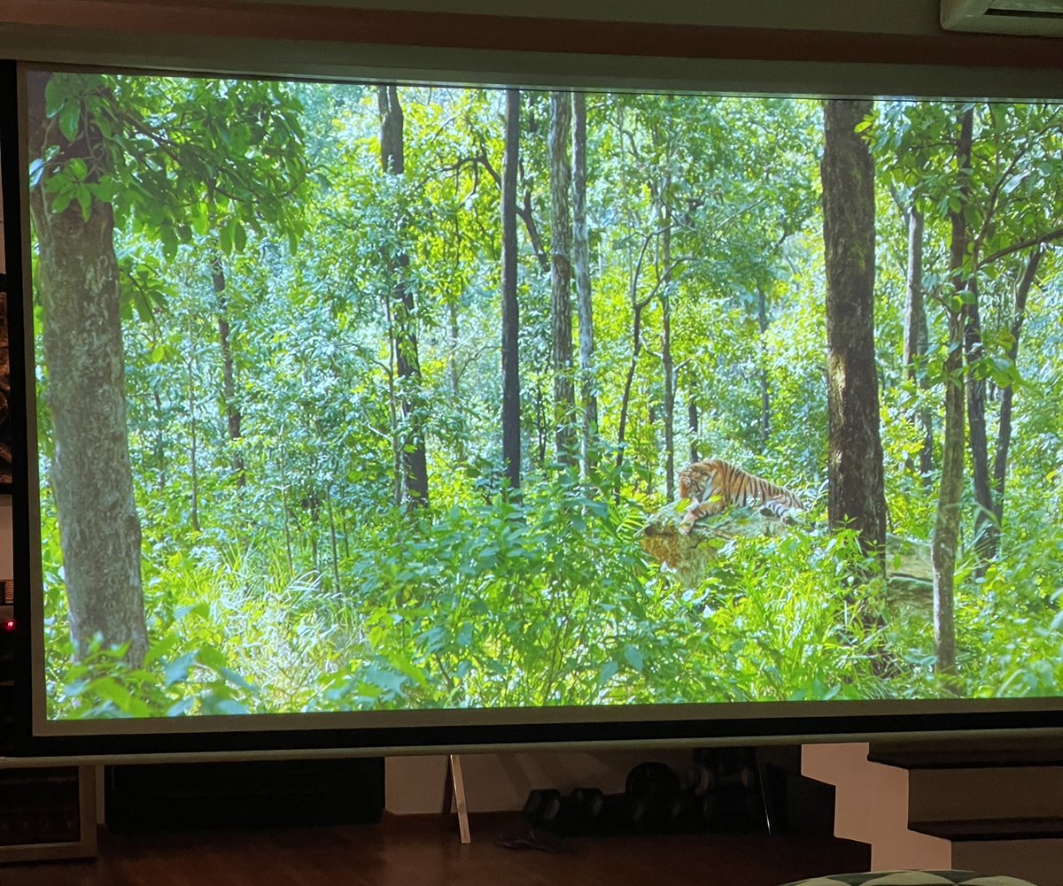 deespeak's tweet photo. “Jungle hain to baarish hain, baarish hain to paani hain, paani hain to hum hain!” - #SherniOnPrime  🐯🌳💧🌏 Thank you for telling this story @vidya_balan @PrimeVideoIN @vikramix @TSeries https://t.co/9WaK1URy1U