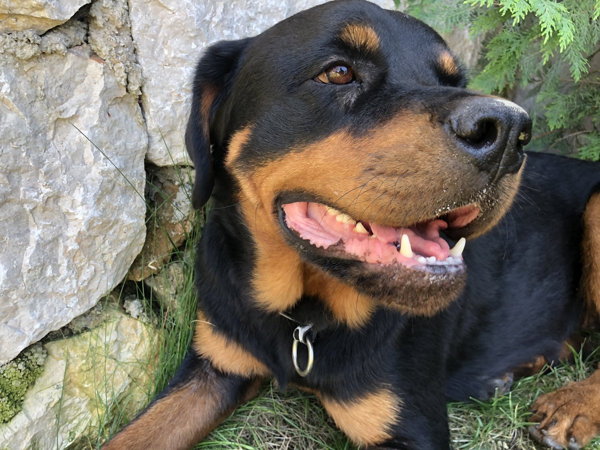 thelastcavanagh's tweet photo. ailem güvendik, urla civarında şöyle dünya güzeli bir rott bulmuş. tasmasında isim ya da numara yok. Üç gün kimsesiz kalınca bakmaya başlamışlar. Sahibi bir şekilde görürse bunu bana ulaşabilir. https://t.co/BN1pSx5jHB