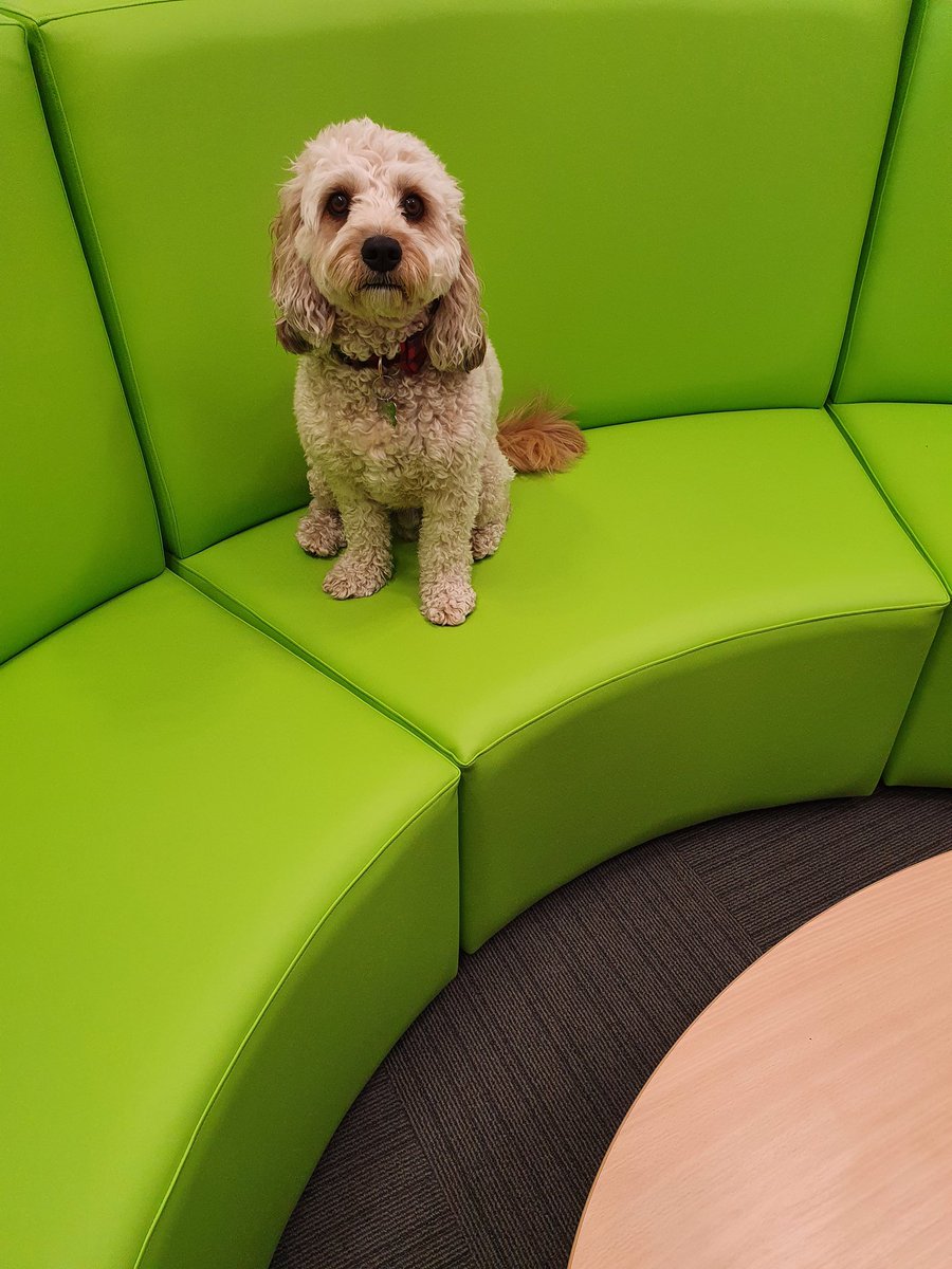 Of course having a very cute helper was essential 🐶🥰 Teddy loves the library area, this is his favourite seat! <a href="/Teddy_HMCS/">Teddy</a> <a href="/TheBurrow_HMCS/">TheBurrow_HMCS</a> <a href="/HMC_School/">High Meadow Community School</a> #TheBurrow #SchoolDog #Helpful #LoveToRead #NewLibrary
