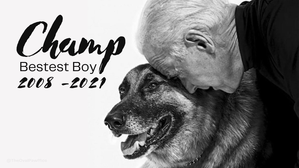 TheOvalPawffice's tweet photo. 🐾 There are no woofs to express the pain in my heart. Champ was my brother, best friend and mentor. He taught me everything I know. I take solace in the fact that he was so, so loved and he had a happy, long, meaningful life. Fly free, furry angel! #BestestBoy #AngelChamp 🕊 https://t.co/CQ1zTFOOh0