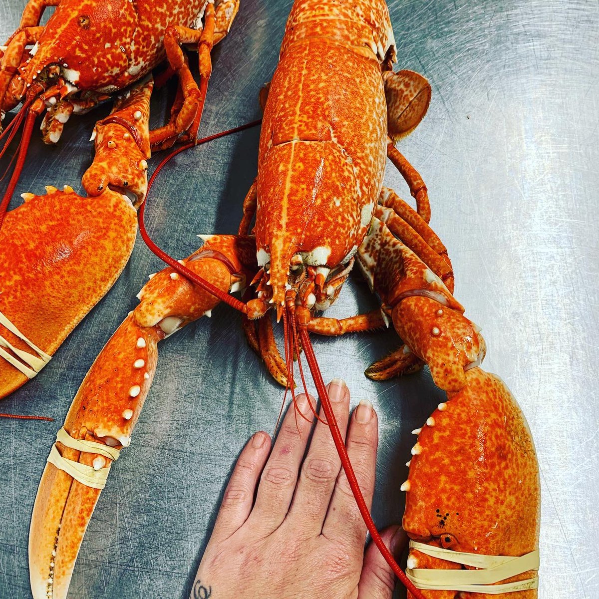 Our lovely Weymouth Lobsters are coming in such a nice size at the moment…..this one in particular has claws the size of my hand! #lovelocal #fishnchips #weymouth #lovefood #monsterlobster