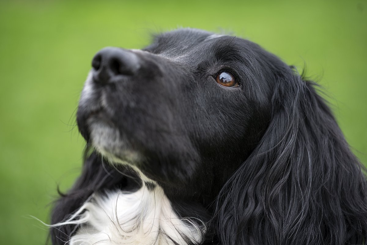 Eye health. 

During our last Eye Clinic day we completed 70 examinations and have plans to run another day in October. 

Should you wish to join us in October, book a session or ask our advice please contact us. 

stoneycairn.com 

#stoneycairn #gundogtraining #yorkshire